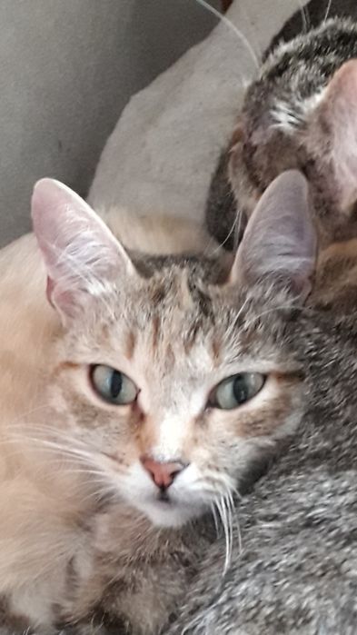 Кошечка молоденькая