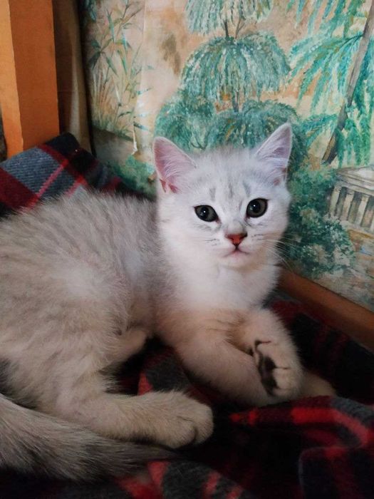 Котяты британцы короткошерстные