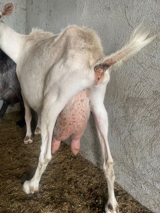 Коза с козленком