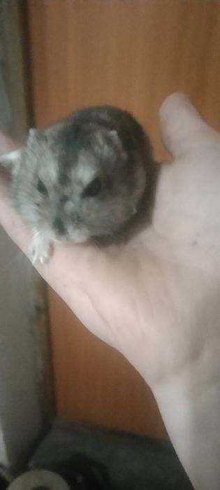 Продаю хомика хороший