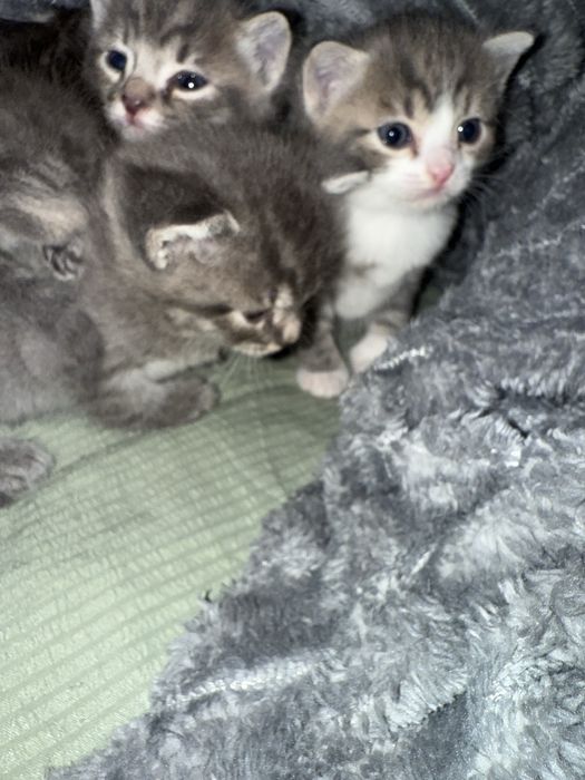 Отдам котят бесплатно.                                             ))