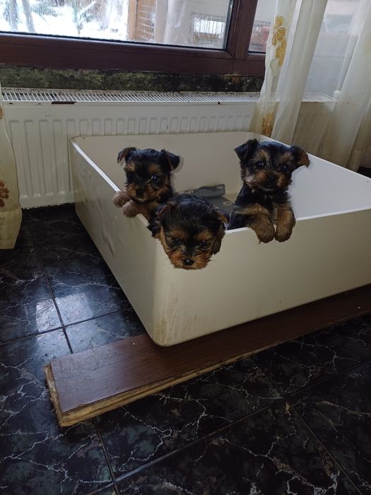 Супер йоркита и игриви красиви