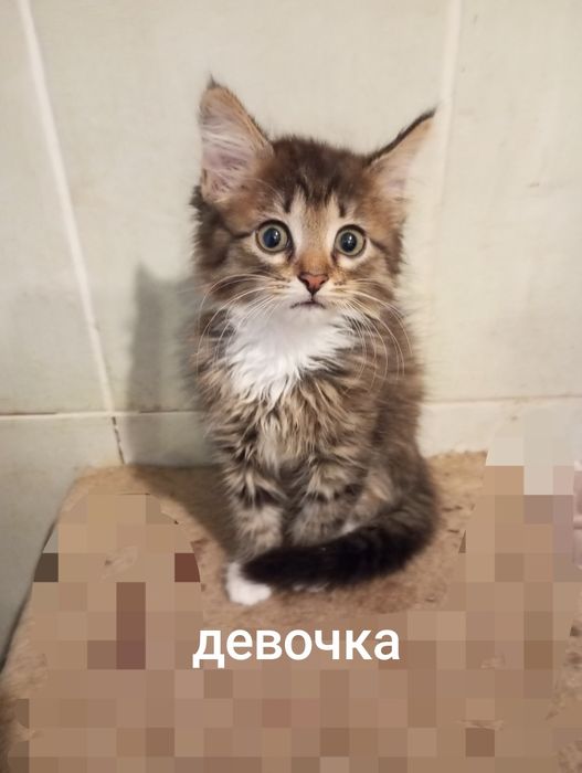 Норвежская лесная метисы