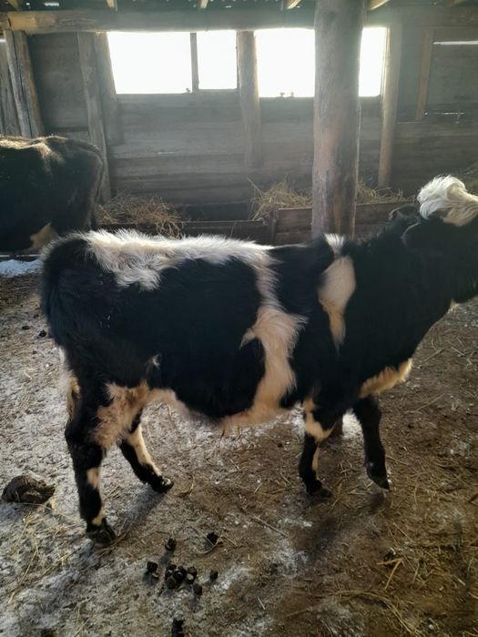 Продам подсосного бычка.