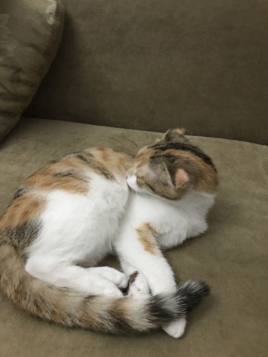 Продам кошку породы