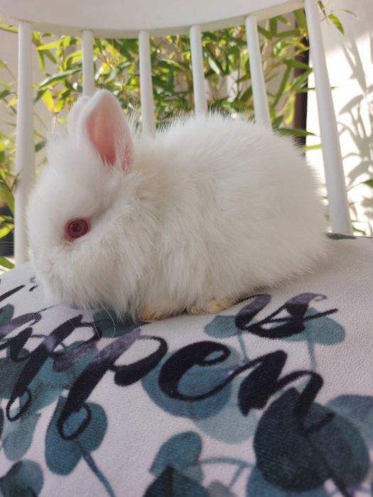 Iepuri teddy pitic, 6 saptamani