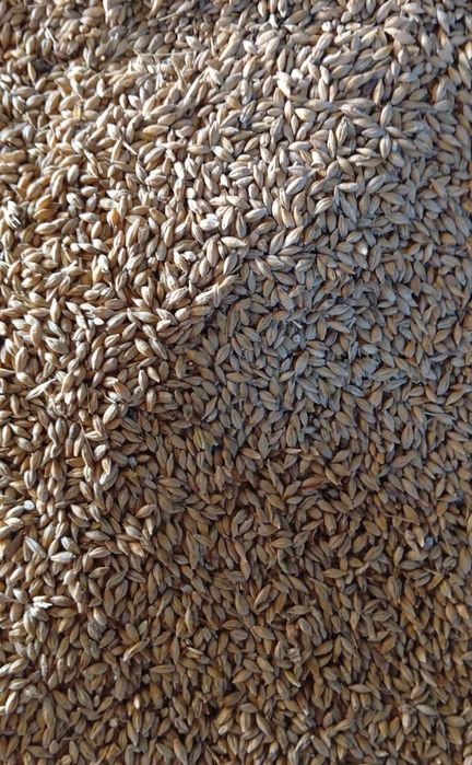 Бидай Местный 135тг