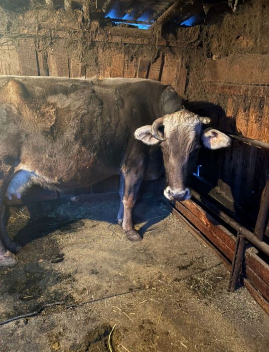 Продам стельнуюю корову