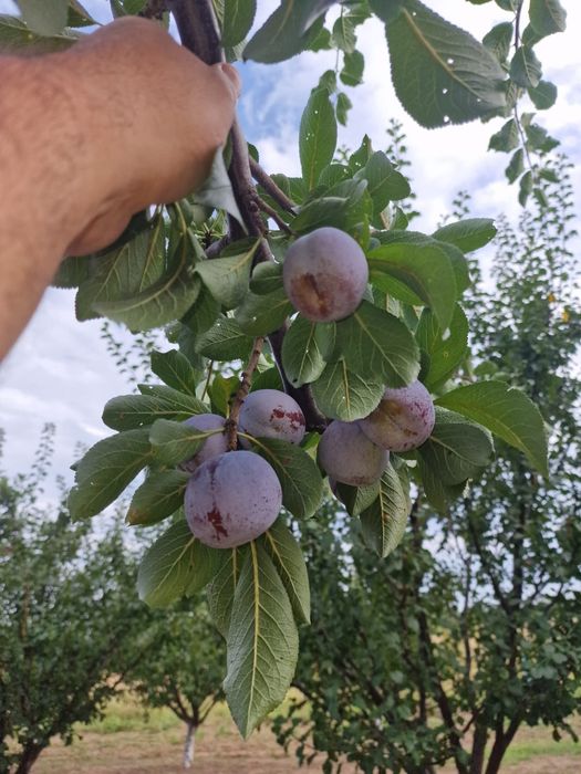 Vând prune pentru țuică...