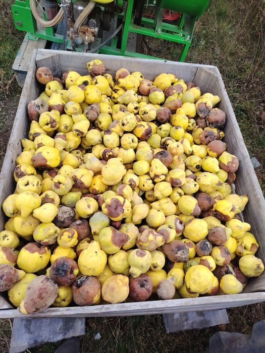 Vand gutui  300 kg