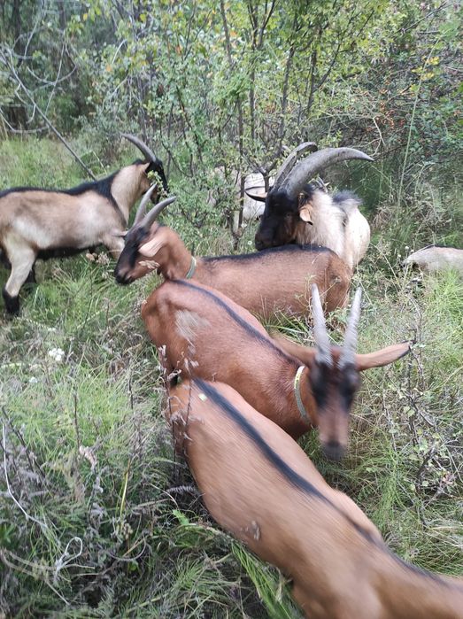 Alpin Francez rasă pură