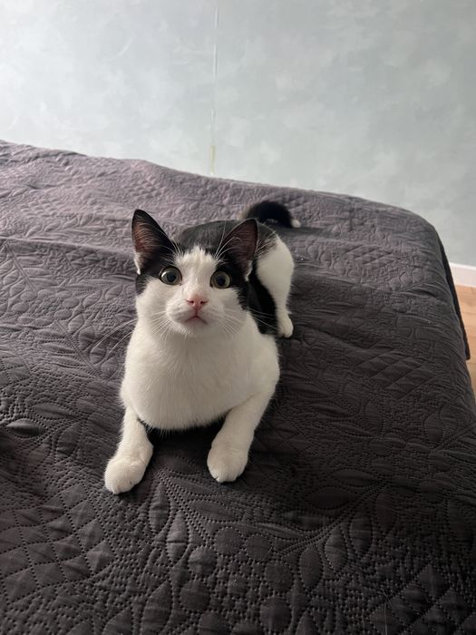 Отдам кота в добрые руки