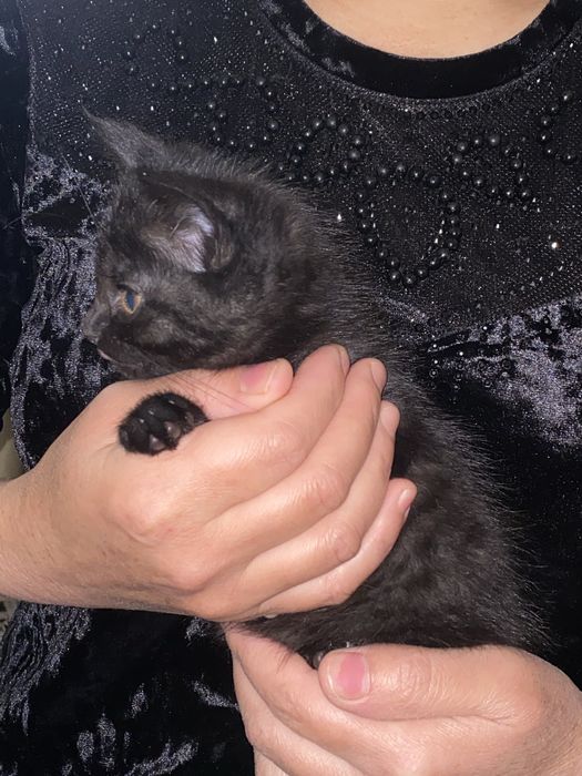 котята даром| бесплатно