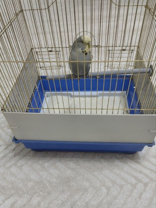 Попугаи Андуки  самка