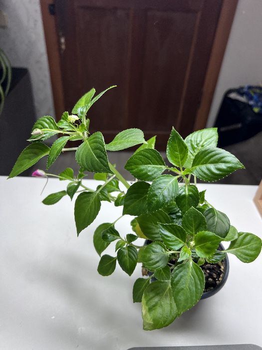 Цветы домашние ухоженные