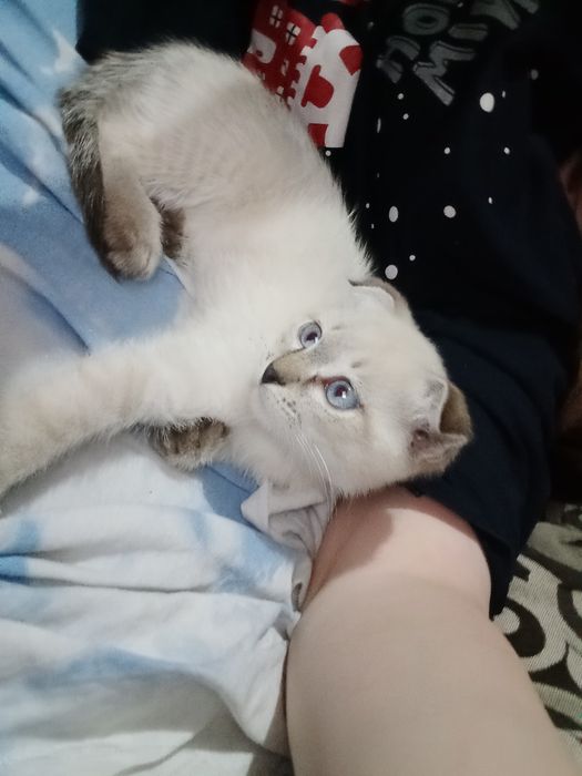 Пропал котенок, вислоухий. За Вознаграждение