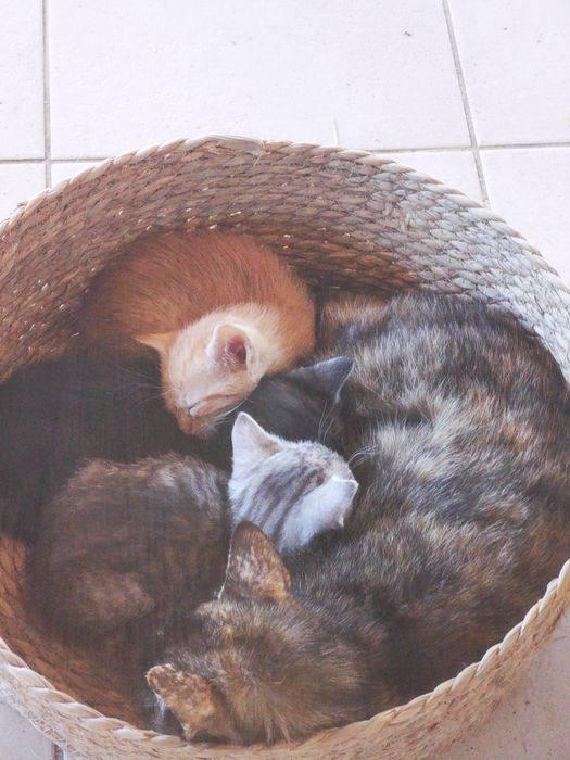 Donatie pui pisica