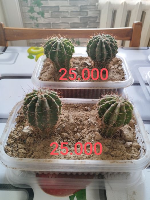 Срочно продам кактусы эхинопсис