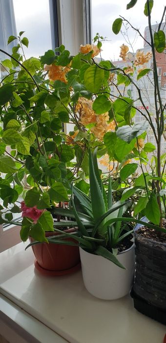 комнатные растения,цветы!!!