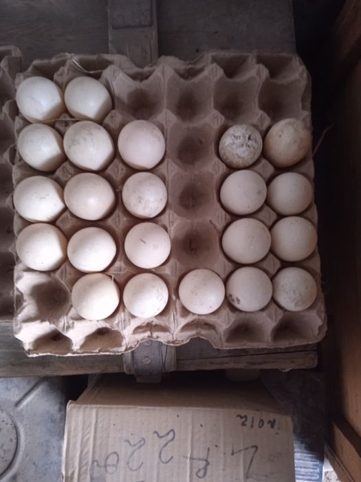 Инкубационные яйца индоутки