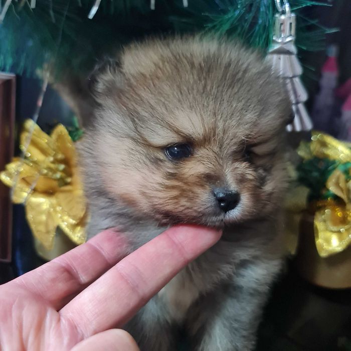 Померан миник шпиц