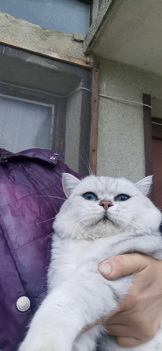 Британска сребърна чинчила