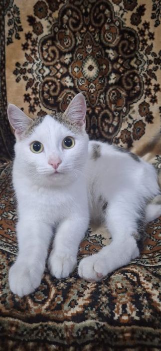 Отдам кастрированного котика