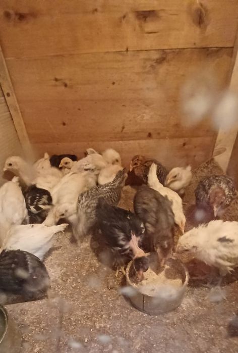 Pui de-aia de vanzare