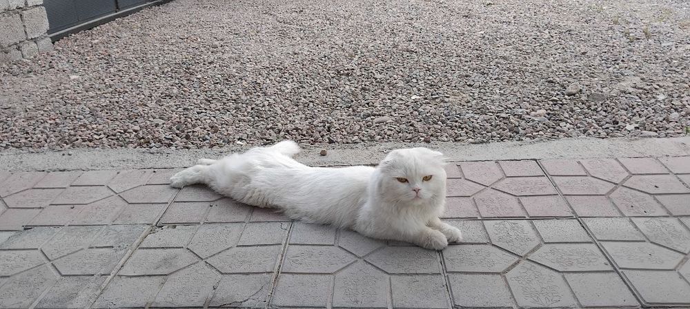 Шатланский вислоухий Кот