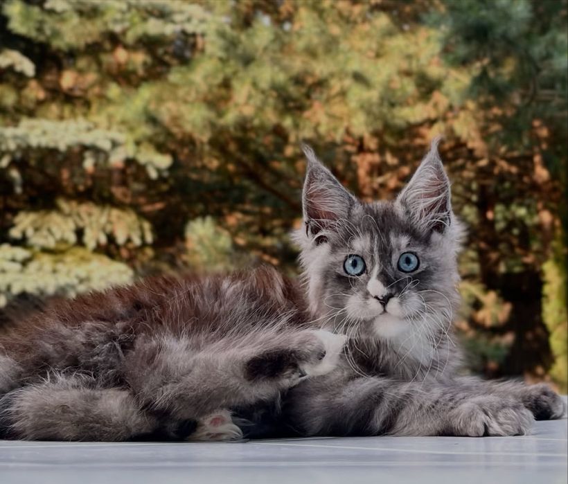 Котенок релкий окрас