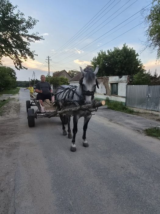 Cal de vânzare vârsta 10ani