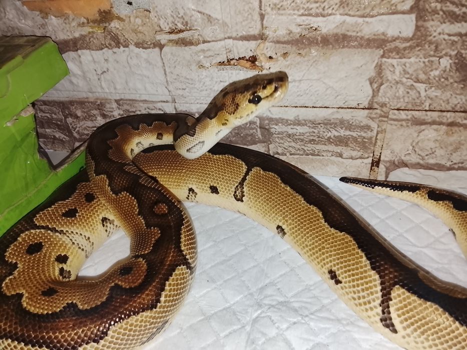 Королевский питон