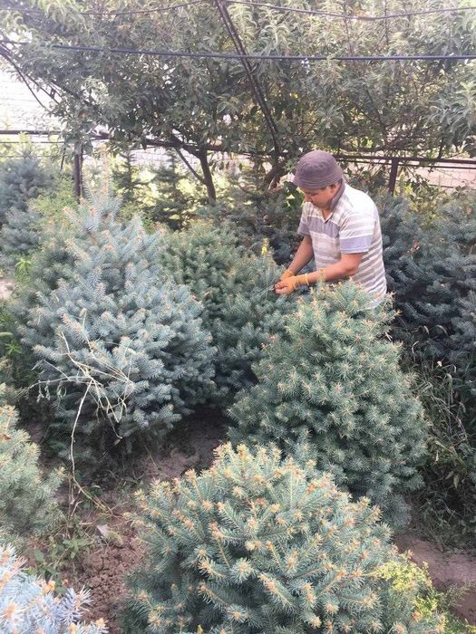 Хар хил турдаги мевали ва декоративная кучатлар сотилади