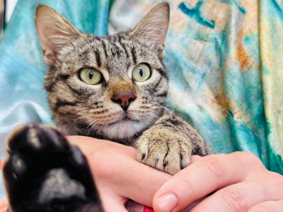 Мъжко коте търси дом