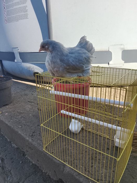 Продам декоративную курочу
