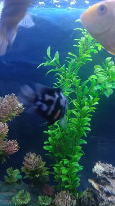 Аквариум 300л баликлари билан 600$