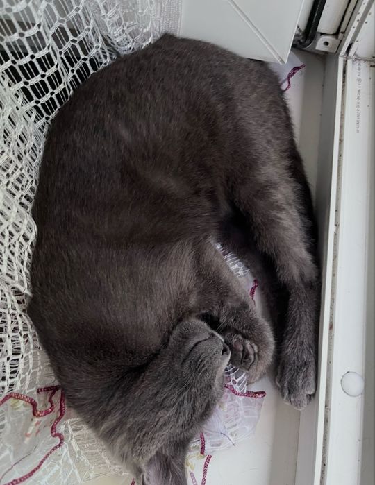 Кошка, русская голубая, девочка, 4года