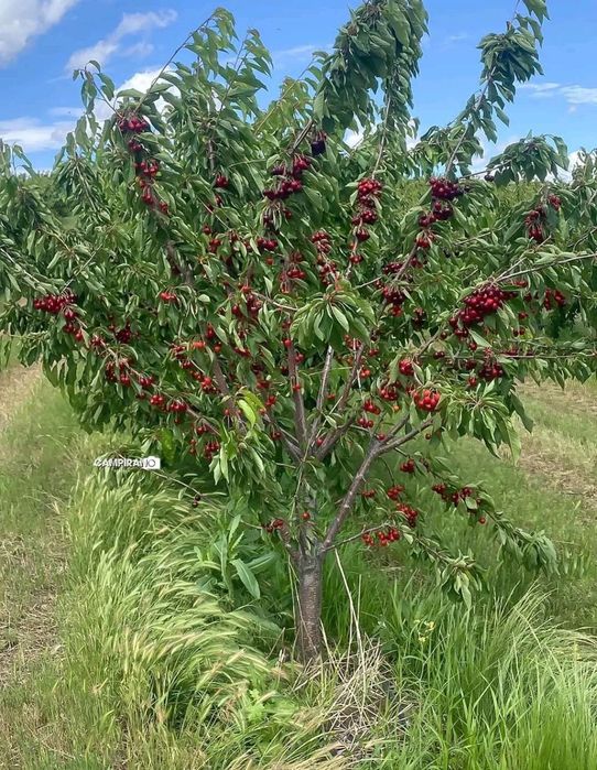 Xaxlari bor ko'chatlari bor kelshtirib beramiz
