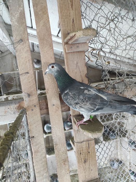 Porumbei cu rezultate deosebite , fond și maraton ( expoziție)