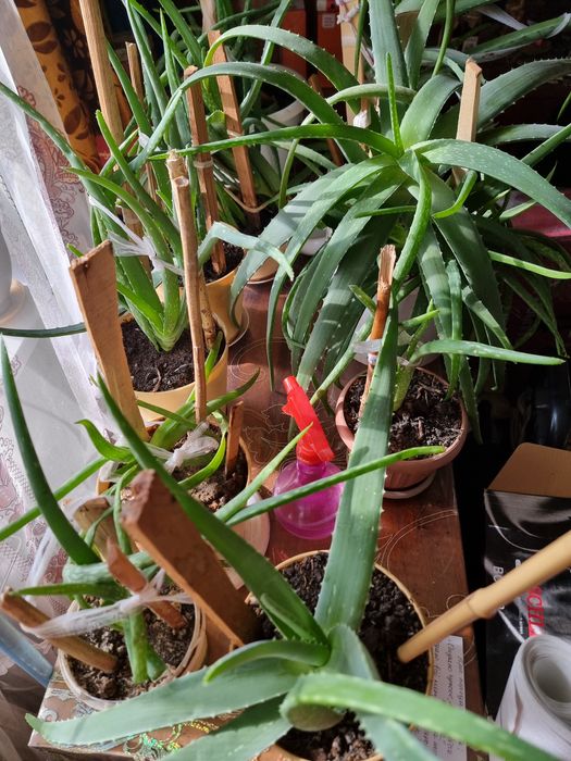 Настойка алоэ для ЖКТ