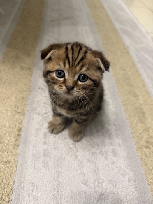 шотладские котята