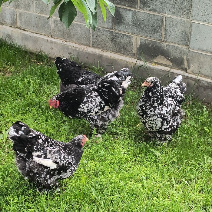 Găini brahma bobat