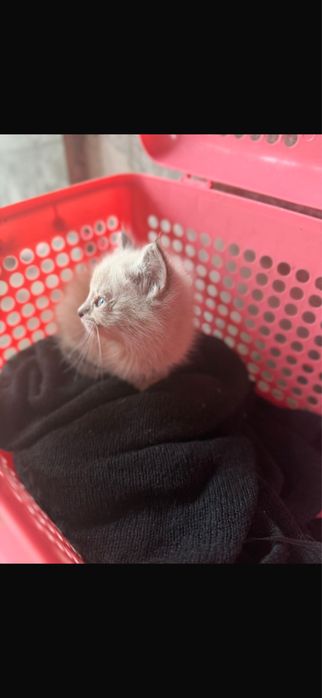 Котенок бесплатно нашли