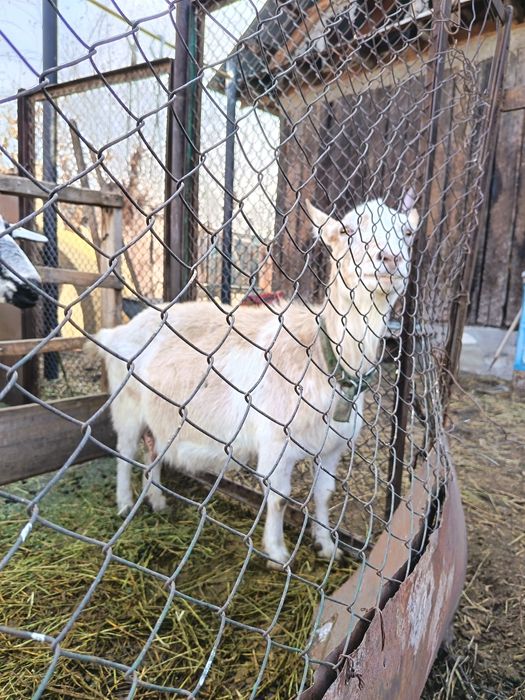 Продам козу беременная