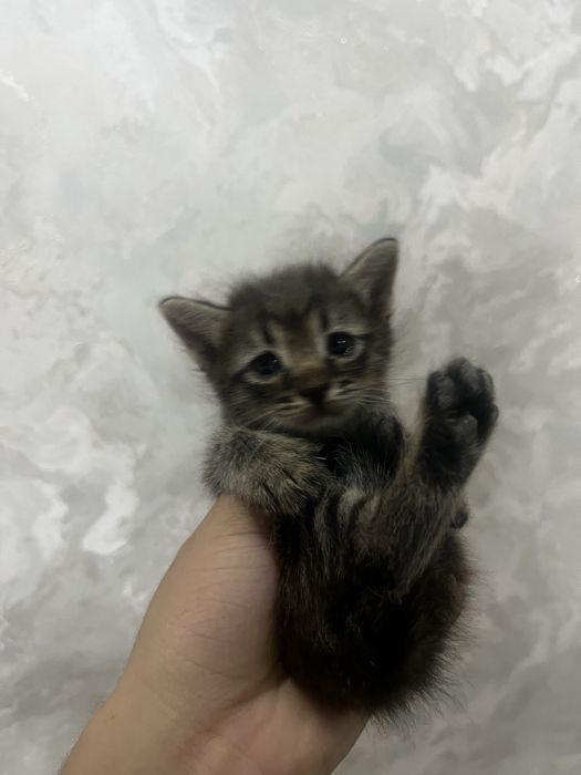 Котята отдам в хорошие руки мальчики