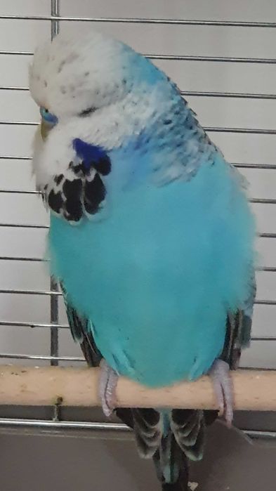 Papagali Peruși standard și normali – pui și adulți