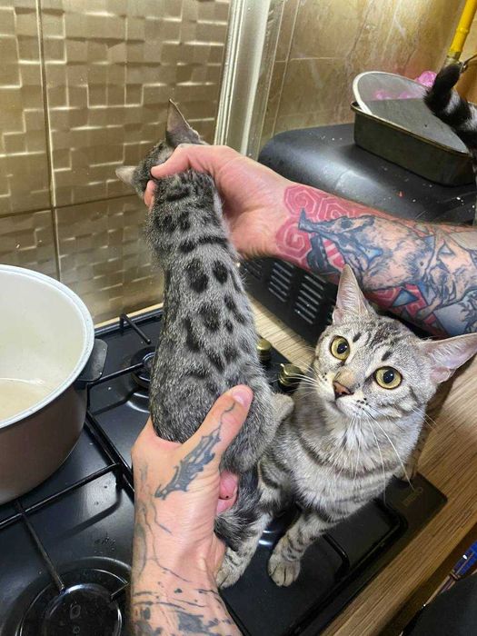 редкий черный бенгальский котенок
