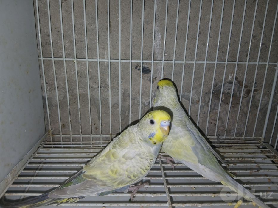Papugay tayyor paralar