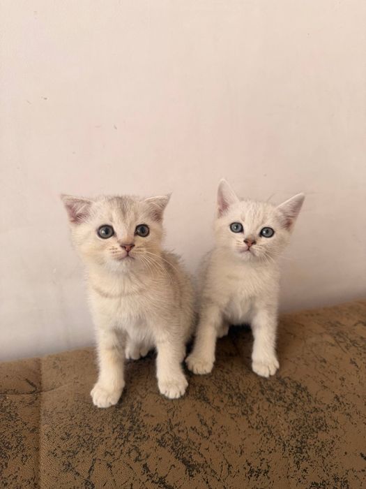 Котят мушук болалари