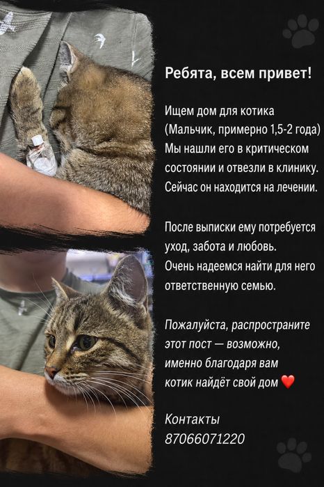 Ищем дом котику